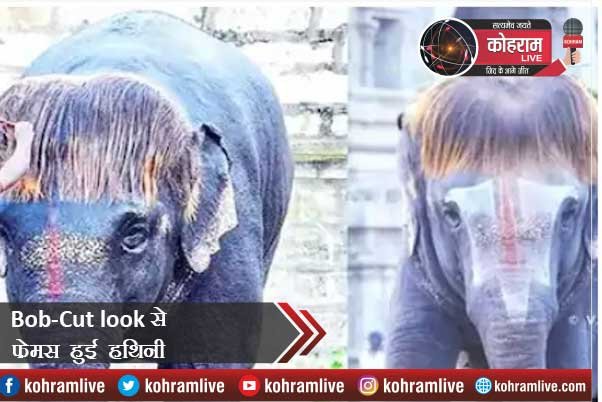 Bob-Cut look से फेमस हुई हथिनी, सोशल मीडिया में बटोरी सुर्खियां Bob-Cut look से फेमस हुई हथिनी, सोशल मीडिया में बटोरी सुर्खियां