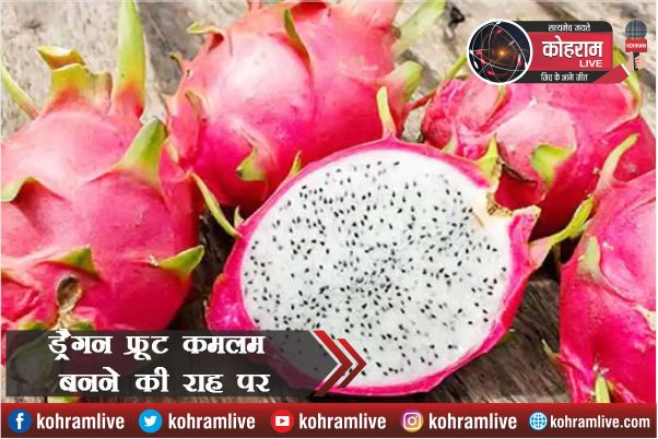 क्या Dragon Fruit अब ‘कमलम’ कहलाएगा, जानिए कैसे... क्या Dragon Fruit अब ‘कमलम’ कहलाएगा, जानिए कैसे...