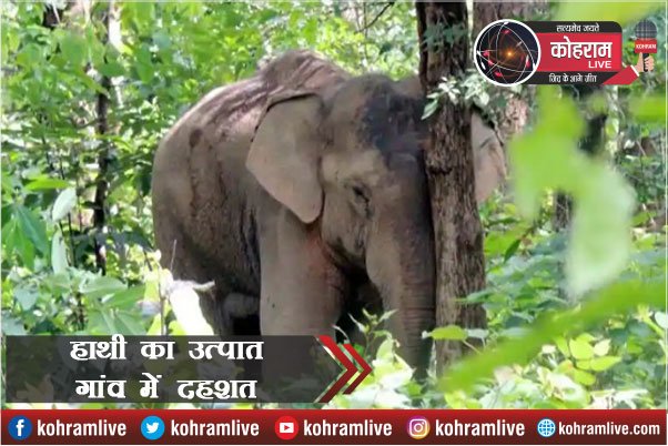 एक हाथी मचा रहा उत्पात, पूरा Forest Department लाचार एक हाथी मचा रहा उत्पात, पूरा Forest Department लाचार