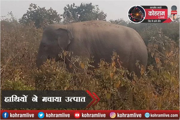 हाथियों के झुंड ने मचाया उत्पात, घरों को तोड़ा-फसलें रौंदी हाथियों के झुंड ने मचाया उत्पात, घरों को तोड़ा-फसलें रौंदी
