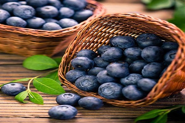 Age बढ़ानी हो तो रेगुलर खाएं Blue berry Age बढ़ानी हो तो रेगुलर खाएं Blue berry
