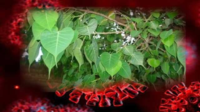 पीपल के पत्ते में है ऑक्सीजन लेवल बढ़ाने की क्षमता, जानें अन्य फायदे पीपल के पत्ते में है ऑक्सीजन लेवल बढ़ाने की क्षमता, जानें अन्य फायदे