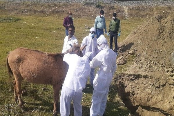 कोरोना के बीच घोड़े में मिला ये जानलेवा बैक्टीरिया, मचा हड़कंप कोरोना के बीच घोड़े में मिला ये जानलेवा बैक्टीरिया, मचा हड़कंप