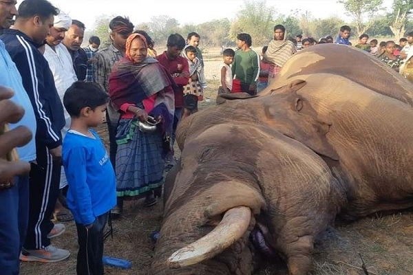 बिजली के तार की चपेट में आने से एक हाथी की मौत, लोगों ने ऐसे दी श्रद्धांजलि बिजली के तार की चपेट में आने से एक हाथी की मौत, लोगों ने ऐसे दी श्रद्धांजलि