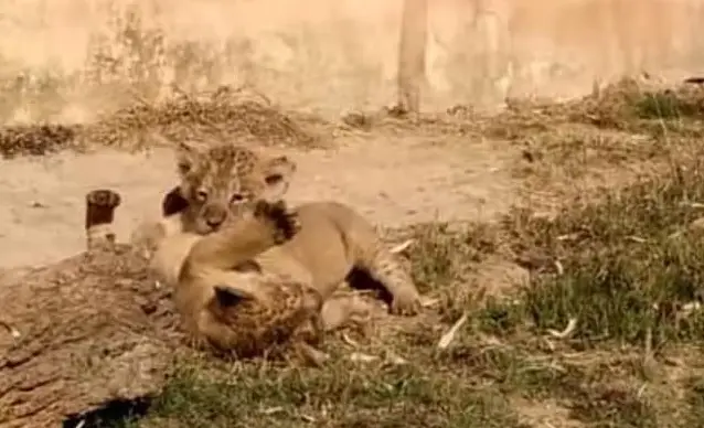 इंसानों के बाद अब जानवरों पर कोरोना का हमला, #Etawah Safari Park में दो शेरनियां कोरोना संक्रमित