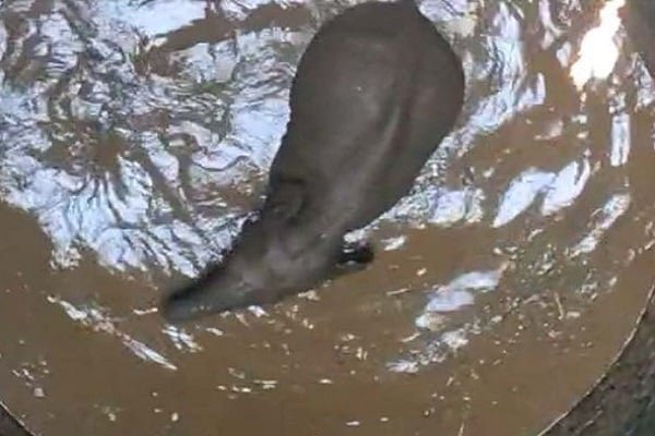 कुएं में गिरा हाथी का बच्चा, वन विभाग की टीम ने ऐसे निकाला कुएं में गिरा हाथी का बच्चा, वन विभाग की टीम ने ऐसे निकाला