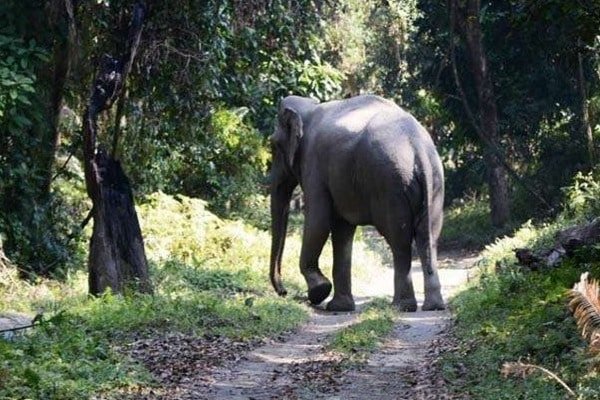 हाथी ने दंपती को कुचलकर मार डाला, आक्रोशित ग्रामीणों ने रेंजर को बनाया बंधक हाथी ने दंपती को कुचलकर मार डाला, आक्रोशित ग्रामीणों ने रेंजर को बनाया बंधक