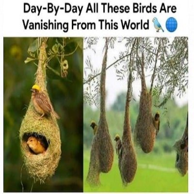 Birds are vanishing From this world Birds are vanishing From this world