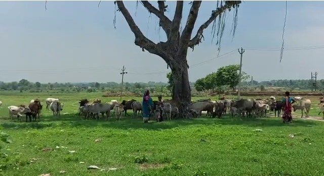 एक ऐसा गांव जहां केवल 12 घर, न बिजली... न सड़क... घुटने भर पानी ही पानी (Video) एक ऐसा गांव जहां केवल 12 घर, न बिजली... न सड़क... घुटने भर पानी ही पानी (Video)