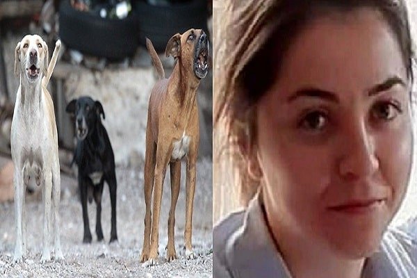 कुत्तों के झुंड ने प्रेमिका को फाड़ डाला, प्रेमी ने ऐसे बचाई जान कुत्तों के झुंड ने प्रेमिका को फाड़ डाला, प्रेमी ने ऐसे बचाई जान