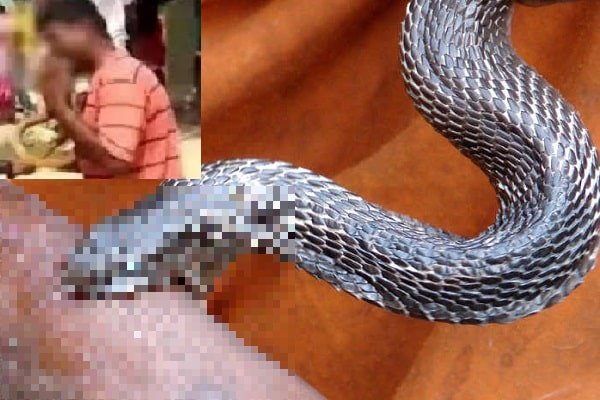 डंसा तो सांप को जिंदा चबा गये, बोले- तुम्हारी हिम्मत कैसे हुई मुझे काटने की डंसा तो सांप को जिंदा चबा गये, बोले- तुम्हारी हिम्मत कैसे हुई मुझे काटने की