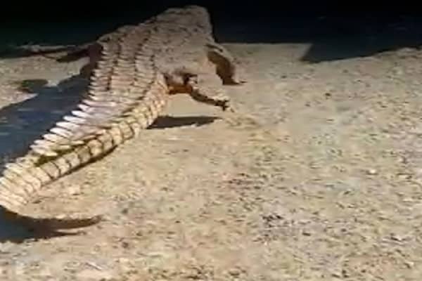 स्कूल के पास अचानक सड़क पर आ धमका मगरमच्छ, ग्रामीणों का हुआ ये हाल स्कूल के पास अचानक सड़क पर आ धमका मगरमच्छ, ग्रामीणों का हुआ ये हाल