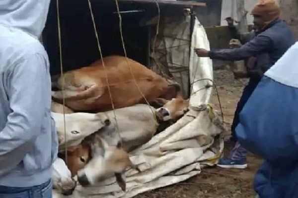 पिकअप में ठूंसकर ले जा रहा था मवेशियों को, रास्ते में... पिकअप में ठूंसकर ले जा रहा था मवेशियों को, रास्ते में...