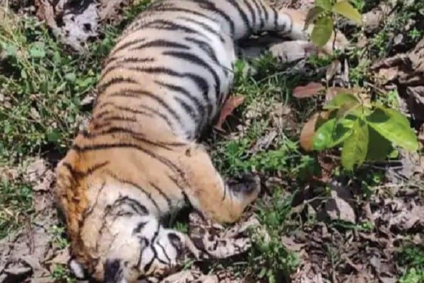 बाघ की बॉडी मिलने से सनसनी, 4 महीने में तीसरी मौत ने चौंकाया बाघ की बॉडी मिलने से सनसनी, 4 महीने में तीसरी मौत ने चौंकाया
