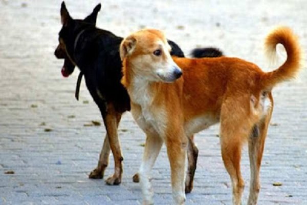 कुत्ते के साथ कर रहा था गंदा काम, वारदात CCTV में कैद कुत्ते के साथ कर रहा था गंदा काम, वारदात CCTV में कैद