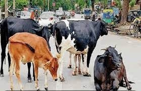 सीएम का बड़ा फैसला : मवेशी खुला छोड़ा तो खैर नहीं...अब लगेगा इतना रुपए जुर्माना सीएम का बड़ा फैसला : मवेशी खुला छोड़ा तो खैर नहीं...अब लगेगा इतना रुपए जुर्माना