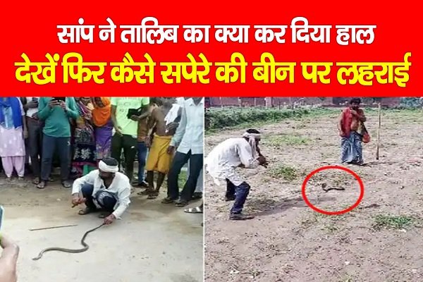 सांप ने तालिब का क्या कर दिया हाल, देखें फिर कैसे सपेरे की बीन पर लहराई सांप ने तालिब का क्या कर दिया हाल, देखें फिर कैसे सपेरे की बीन पर लहराई