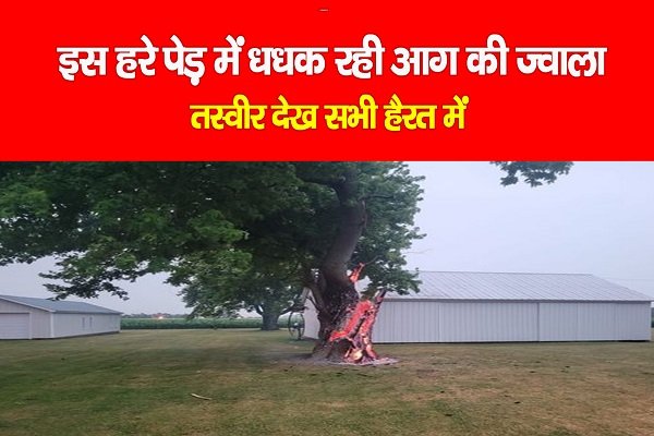 इस हरे पेड़ में धधक रही आग की ज्वाला, तस्वीर देख सभी हैरत में इस हरे पेड़ में धधक रही आग की ज्वाला, तस्वीर देख सभी हैरत में