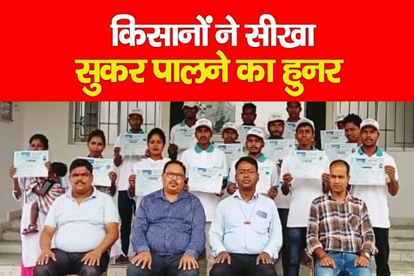 किसानों ने सीखा सुकर पालने का हुनर किसानों ने सीखा सुकर पालने का हुनर