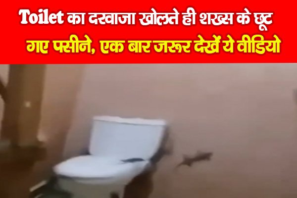 Toilet का दरवाजा खोलते ही शख्स के छूट गए पसीने, एक बार जरूर देखें ये वीडियो Toilet का दरवाजा खोलते ही शख्स के छूट गए पसीने, एक बार जरूर देखें ये वीडियो
