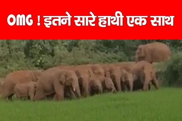 OMG ! इतने सारे हाथी एक साथ... देखें वीडियो OMG ! इतने सारे हाथी एक साथ... देखें वीडियो