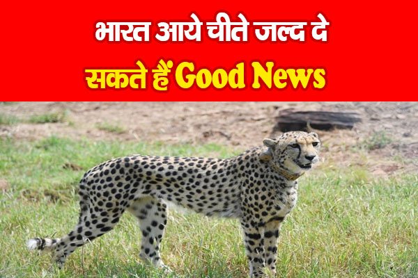 भारत आये चीते जल्द दे सकते हैं Good News भारत आये चीते जल्द दे सकते हैं Good News