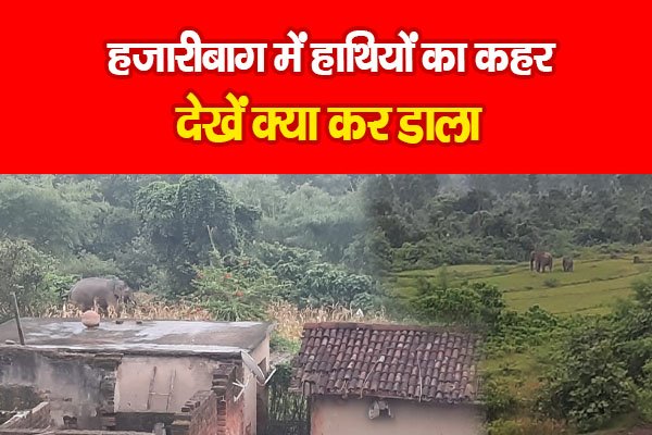 हजारीबाग में हाथियों का कहर, देखें क्या कर डाला हजारीबाग में हाथियों का कहर, देखें क्या कर डाला