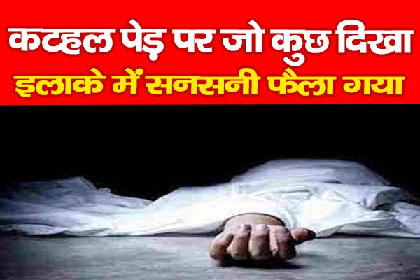 कटहल पेड़ पर जो कुछ दिखा, इलाके में सनसनी फैला गया कटहल पेड़ पर जो कुछ दिखा, इलाके में सनसनी फैला गया