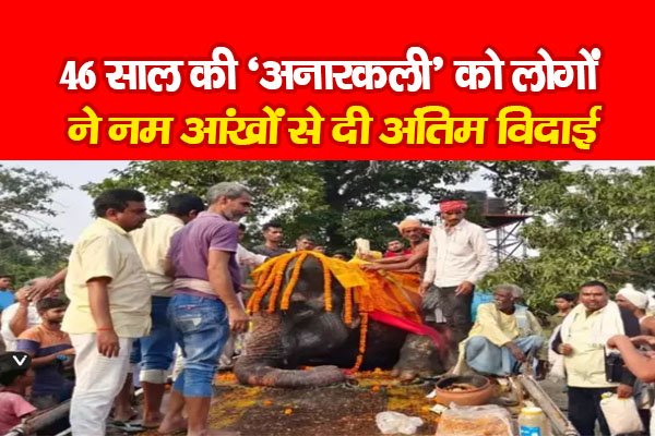 46 साल की ‘अनारकली’ को लोगों ने नम आंखों दी अंतिम विदाई 46 साल की ‘अनारकली’ को लोगों ने नम आंखों दी अंतिम विदाई