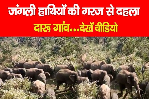 जंगली हाथियों की गरज से दहला दारू गांव... देखें वीडियो जंगली हाथियों की गरज से दहला दारू गांव... देखें वीडियो