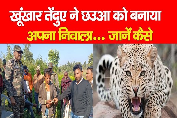 खूंखार तेंदुए ने छउआ को बनाया अपना निवाला... जानें कैसे खूंखार तेंदुए ने छउआ को बनाया अपना निवाला... जानें कैसे