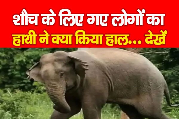 शौच के लिए गए लोगों का हाथी ने क्या किया हाल... देखें शौच के लिए गए लोगों का हाथी ने क्या किया हाल... देखें