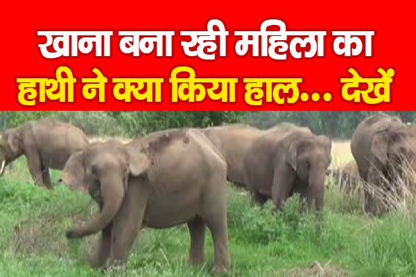 खाना बना रही महिला का हाथी ने क्या किया हाल... देखें खाना बना रही महिला का हाथी ने क्या किया हाल... देखें