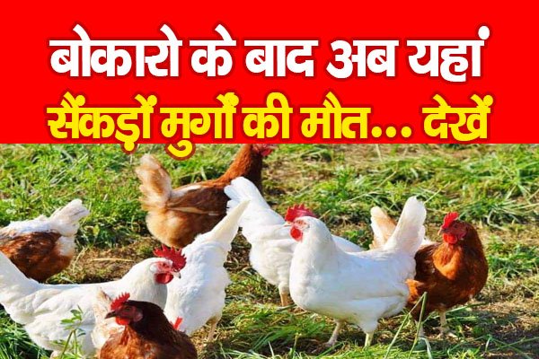 बोकारो के बाद अब यहां सैंकड़ों मुर्गों की मौ*त... देखें बोकारो के बाद अब यहां सैंकड़ों मुर्गों की मौ*त... देखें