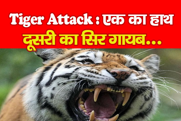 Tiger Attack : एक का हाथ, दूसरी का सिर गायब... Tiger Attack : एक का हाथ, दूसरी का सिर गायब...