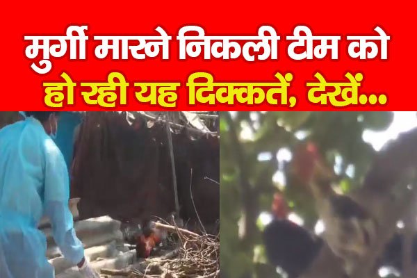 मुर्गी मारने निकली टीम को हो रही यह दिक्कतें, देखें... मुर्गी मारने निकली टीम को हो रही यह दिक्कतें, देखें...