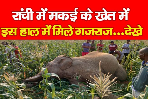 रांची में मकई के खेत में इस हाल में मिले गजराज...देखे रांची में मकई के खेत में इस हाल में मिले गजराज...देखे