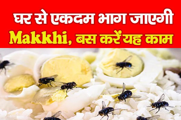 घर से एकदम भाग जाएगी Makkhi, बस करें यह काम घर से एकदम भाग जाएगी Makkhi, बस करें यह काम