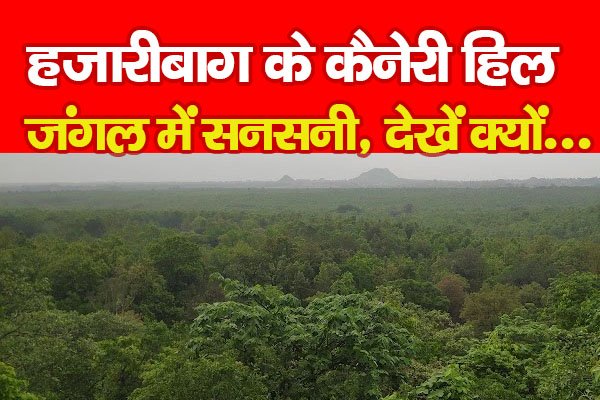 हजारीबाग के कैनेरी हिल जंगल में सनसनी, देखें क्यों... हजारीबाग के कैनेरी हिल जंगल में सनसनी, देखें क्यों...