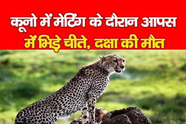 कूनो में मेटिंग के दौरान आपस में भिड़े चीते, दक्षा की मौ*त कूनो में मेटिंग के दौरान आपस में भिड़े चीते, दक्षा की मौ*त
