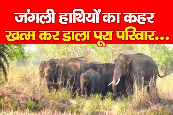 जंगली हाथियों का कहर, खत्म कर डाला पूरा परिवार... जंगली हाथियों का कहर, खत्म कर डाला पूरा परिवार...