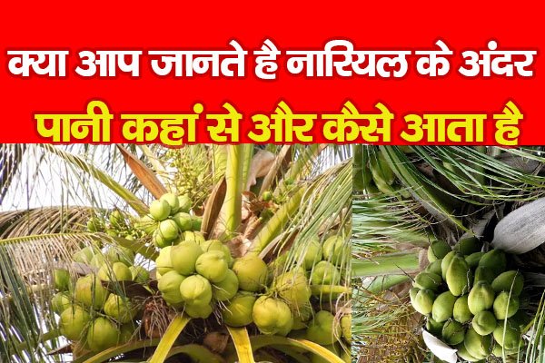 क्या आप जानते है नारियल के अंदर पानी कहां से और कैसे आता है क्या आप जानते है नारियल के अंदर पानी कहां से और कैसे आता है