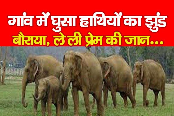 गांव में घुसा हाथियों का झुंड बौराया, ले ली प्रेम की जान... गांव में घुसा हाथियों का झुंड बौराया, ले ली प्रेम की जान...