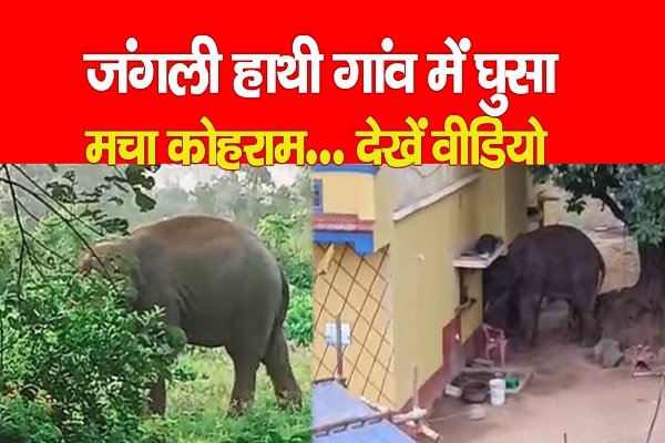जंगली हाथी गांव में घुसा, मचा कोहराम... देखें वीडियो जंगली हाथी गांव में घुसा, मचा कोहराम... देखें वीडियो