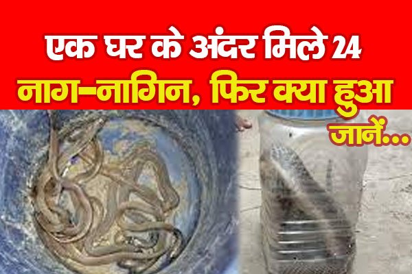 एक घर के अंदर मिले 24 नाग-नागिन, फिर क्या हुआ... जानें एक घर के अंदर मिले 24 नाग-नागिन, फिर क्या हुआ... जानें