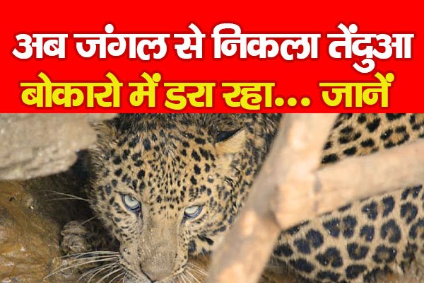 अब जंगल से निकला तेंदुआ बोकारो में डरा रहा... जानें अब जंगल से निकला तेंदुआ बोकारो में डरा रहा... जानें