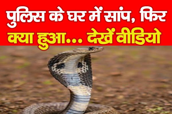 पुलिस के घर में सांप, फिर क्या हुआ... देखें वीडियो पुलिस के घर में सांप, फिर क्या हुआ... देखें वीडियो