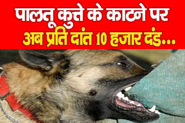 पालतू कुत्ते के काटने पर अब प्रति दांत 10 हजार दंड... पालतू कुत्ते के काटने पर अब प्रति दांत 10 हजार दंड...