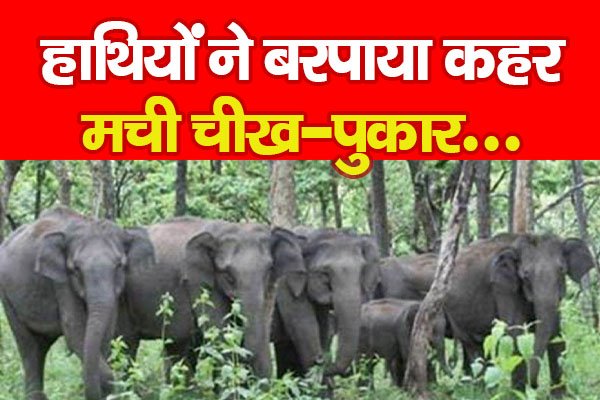 हाथियों ने बरपाया कहर, मची चीख-पुकार... हाथियों ने बरपाया कहर, मची चीख-पुकार...