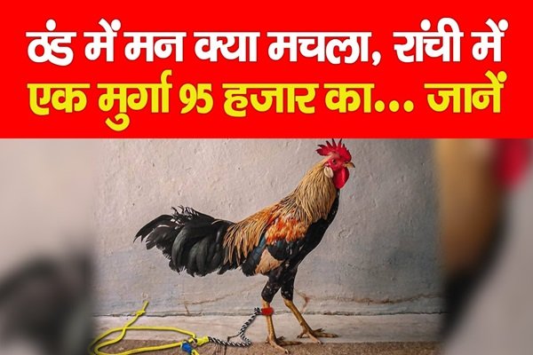 ठंड में मन क्या मचला, रांची में एक मुर्गा 95 हजार का... जानें ठंड में मन क्या मचला, रांची में एक मुर्गा 95 हजार का... जानें